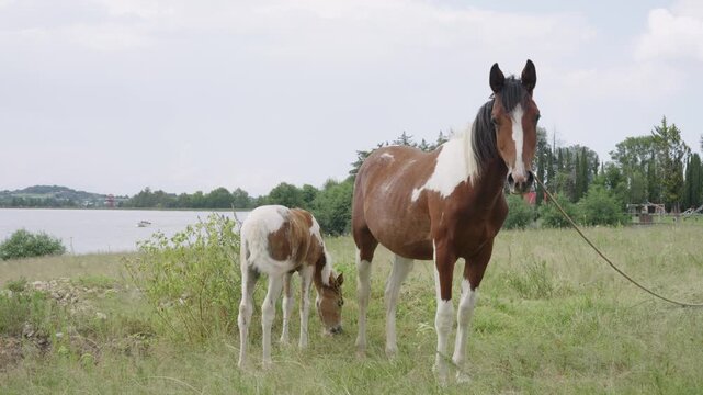 Beautiful mare and her young foal grazing peacefully in a lush green pasture next to a lake