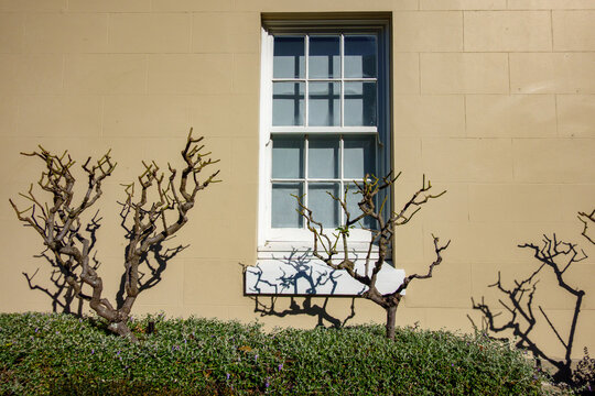 Street scene architectural leafless trees and shadows on beige wall with old style double-hung window in urban residential district.