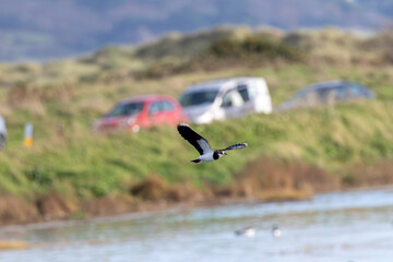 Fototapeta premium Northern Lapwing in Flight Past Parked Cars