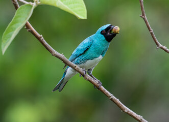 Obraz premium Blue Swallow Tanager Perched with Fruit in Beak