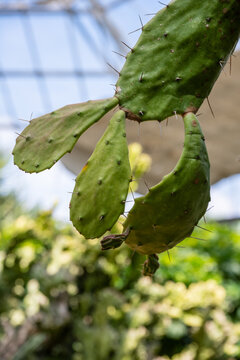 Green prickly pear cactus pads with sharp spines growing in botanical garden greenhouse.