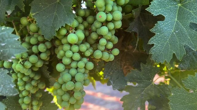 Closeup of unripe green grape clusters growing among large grapevine leaves in an agricultural vineyard, showing fresh fruit and natural foliage