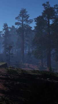 Fog surrounds tall trees in a forest at dawn. Shadows stretch across the ground. The scene shows a quiet moment in nature with limited light breaking through the trees.