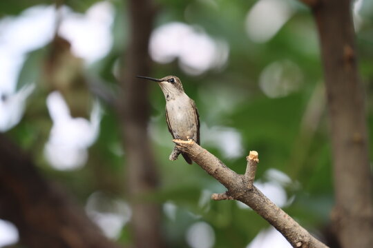 Hummingbird perched on a branch.