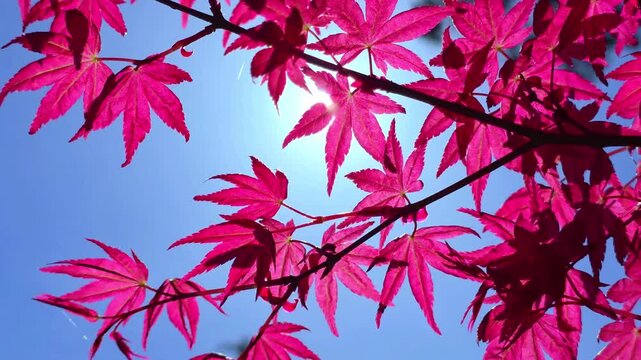 Sun shining through vibrant red Japanese maple leaves against a blue sky