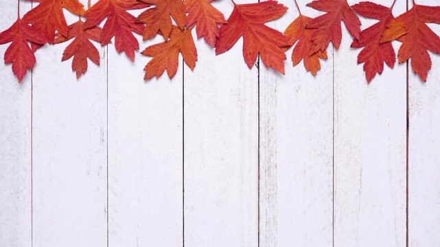 Colorful autumn leaves top border over a white wood background. Loopable stop motion animation. Above view with copy space.