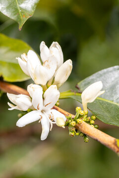 Elegant white coffee flowers on a branch