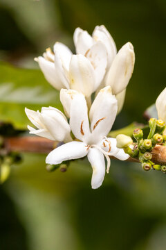 Group of coffee flowers and green buds on a branch