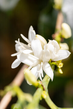 Close-up of delicate white coffee flower