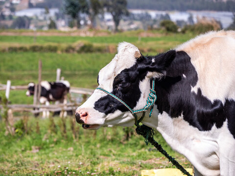 A black and white dairy cow standing in a green pasture, with other cattle and cultivated fields visible in the background. The rural scene represents livestock farming, agriculture, cattle breeding, 
