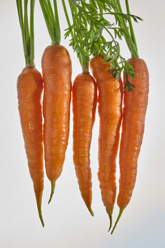 Fresh bunch of organic carrots with green tops isolated on a clean white gradient background. A concept imagery highlighting raw botanical ingredients, clean beauty formulas, vitamin A, beta-carotene 