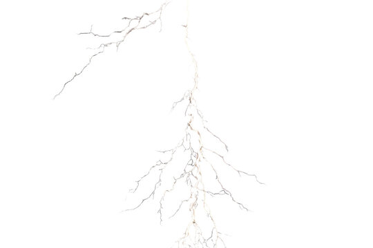 Bright white forked lightning strike with long branching tendrils