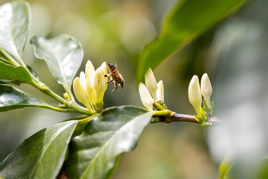 Honey bee flying towards coffee blossoms