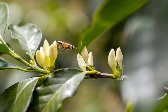 Honey bee in flight near coffee flowers