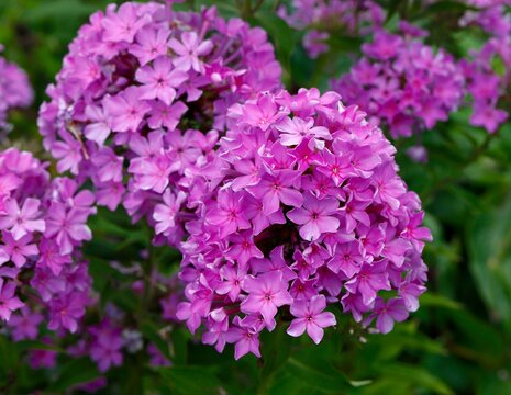 Pink Cosmopolitan Phlox 