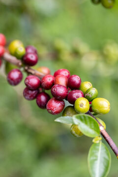 Branch with coffee cherries at different ripening stages