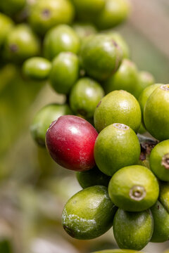 Macro view of ripening coffee cherries on a branch