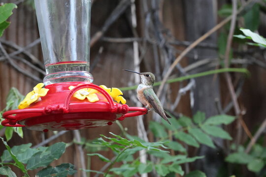 Hummingbird calmly perched near a feeder.