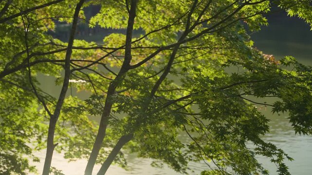 Sunlight filtering through the vibrant green leaves of a Japanese maple tree swaying gently in the wind, with a serene pond flowing in background on a peaceful autumn day in Hokkaido, Japan