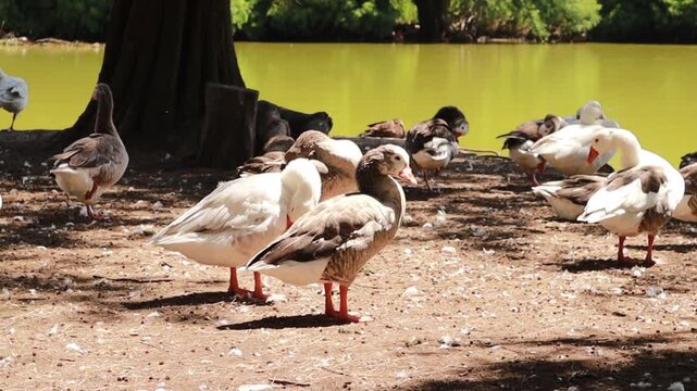 ducks outdoors in Xochimilco lake