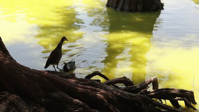 ducks outdoors in Xochimilco lake
