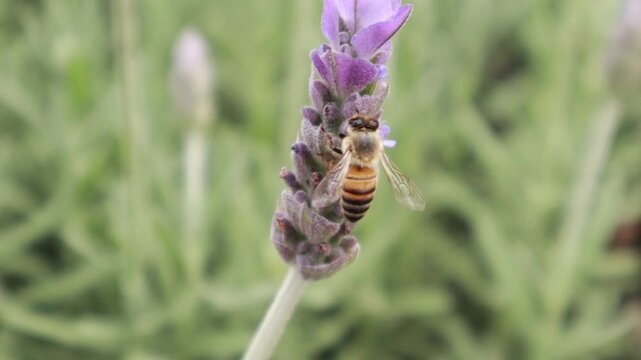 video of a bee pollinating a lavender plant