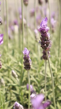 video of a bee pollinating a lavender plant