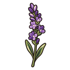 Obraz premium Hand drawn vector illustration of a single purple lavender flower stalk with green leaves on white