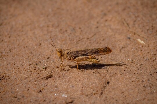grasshopper on the ground