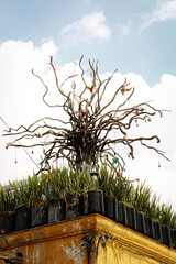Fototapeta premium Arbol decorado, en terraza de un pueblo pintoresco San Miguel de Allende Guanajuato, méxico, de fondo el cielo azul .