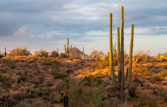 Classic Sonoran Desert Landscape Late Afternoon AZ With Cactus Up Close 