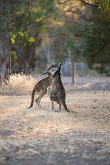 Wresting kangaroos in Australian bushland © Aaron
