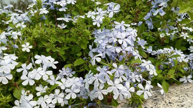 4K Video of Blue Plumbago Auriculata Flowers Swaying in Wind with Green Leaves Background