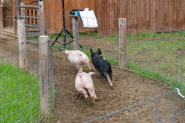 Three pigs, two pink and one black, race through a muddy farm pen, viewed from behind. The pigs are enclosed by a wire fence with wooden posts © John McAdorey