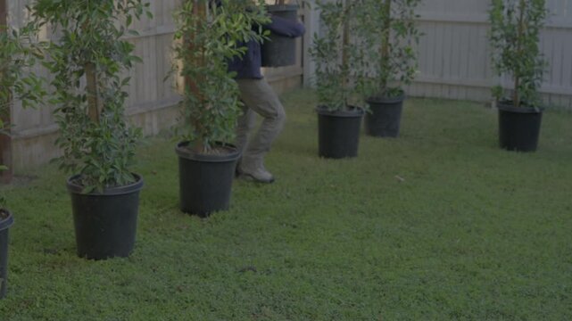 This video shows a green yard filled with ficus trees in nursery pots waiting to be planted, as an unidentifiable worker walks through the scene carrying a tree to move it to another spot.