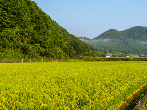里山風景.田んぼ」の写真素材 | 15,532件の無料イラスト画像 | Adobe Stock