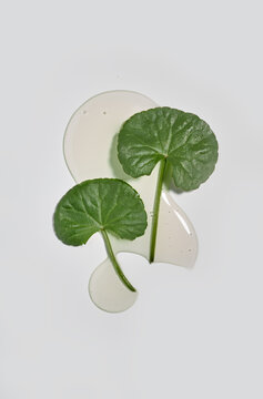 Fresh green centella asiatica leaves with transparent gel texture background, flat lay. Hydrogel or liquid serum swatch with cica extract