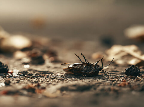 Insect lying on its back on the ground