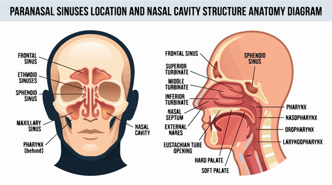 Paranasal sinuses location and nasal cavity structure anatomy diagram flat vector illustration for medical education and science students