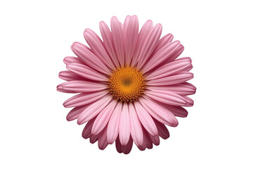 Obraz premium Soft pink daisy flower with narrow layered petals and golden center