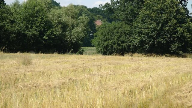 Panorama pola rolnego, w krajobrazie wiejskim w porze letniej, pola kwitnące plony i drzewa w oddali na tle błękitnego nieba z niemalże bezchmurną pogodą