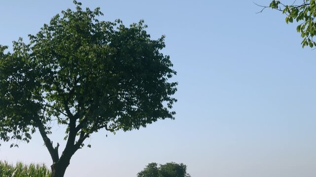 droga w krajobrazie wiejskim w porze letniej, pola i drzewa w oddali na tle błękitnego nieba z bezchmurną pogodą