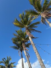 Tropical palm trees under a blue sky in Cancun, Mexico © Viktoriia 