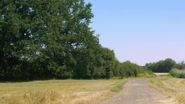Panorama ścieżki w krajobrazie wiejskim w porze letniej, pola kwitnące plony i drzewa w oddali na tle błękitnego nieba z niemalże bezchmurną pogodą