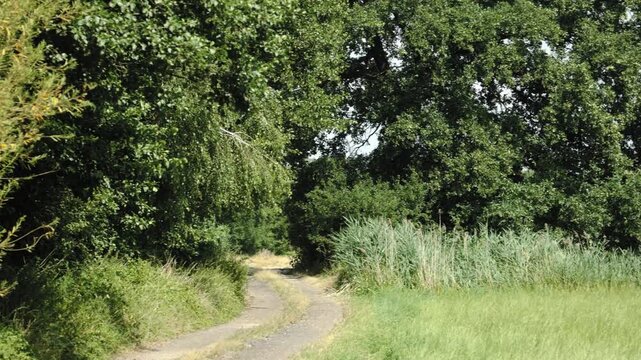 Panorama ścieżki idącej wzdłuż p&oacute;l rolnych, w krajobrazie wiejskim w porze letniej, pola kwitnące plony i drzewa w oddali na tle błękitnego nieba z niemalże bezchmurną pogodą