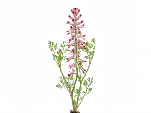 Purple fumitory wildflower plant isolated on white background for herbal medicine and botany use