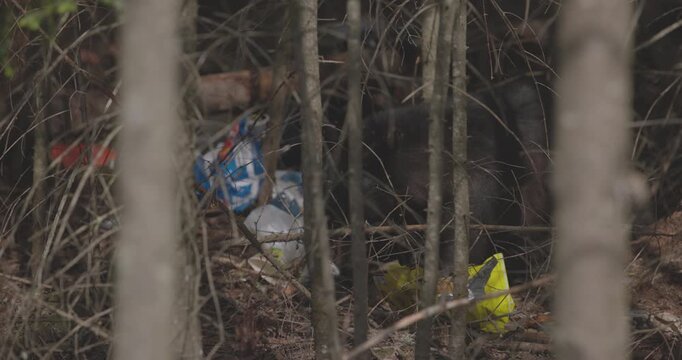 A black bear in northern ontario canada eating garbage he stole from a dumpster because of urban sprawl