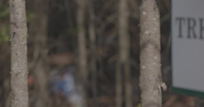 A black bear in northern ontario forest canada eating garbage he stole from a dumpster because of urban sprawl