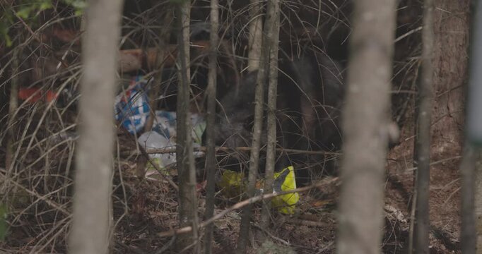 black bear in northern ontario canada eating garbage he stole from a dumpster because of urban sprawl