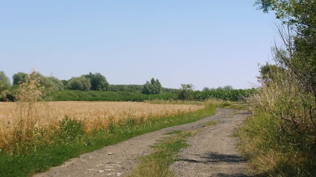 Panorama ścieżki w krajobrazie wiejskim w porze letniej, pola kwitnące plony i drzewa w oddali na tle błękitnego nieba z niemalże bezchmurną pogodą